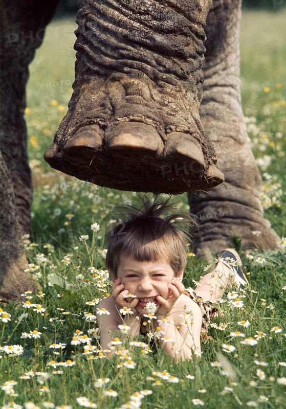 Child under elephant foot