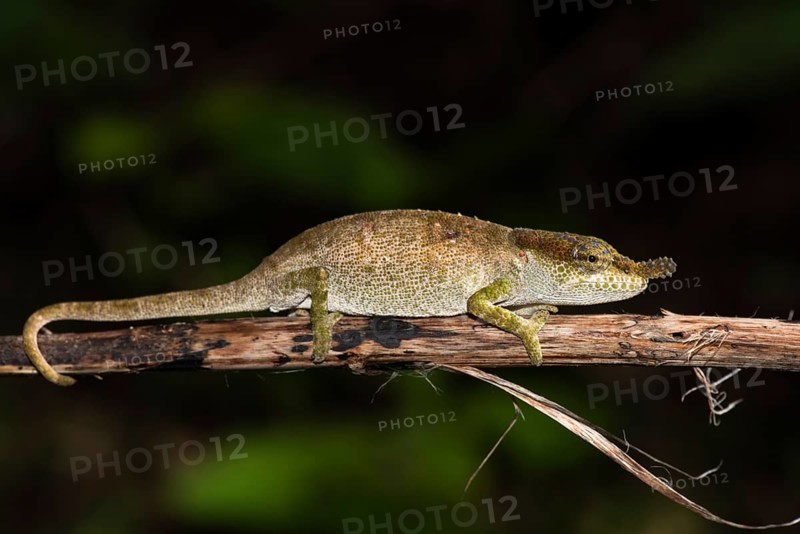 Chameleon (Calumma linotum)