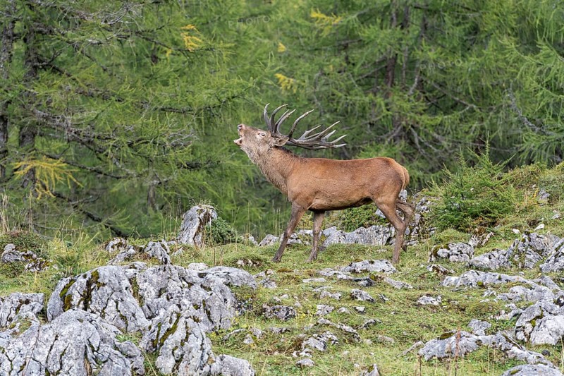 Red deer (Cervus elaphus)