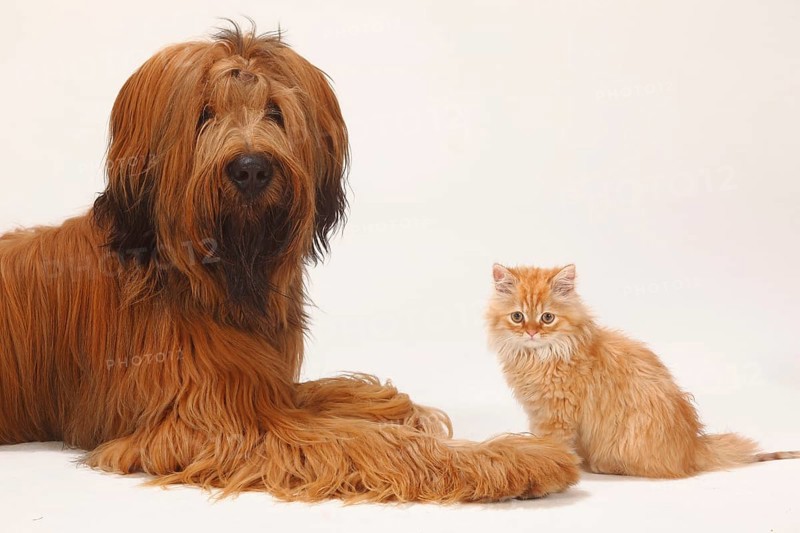Briard or Berger de Brie