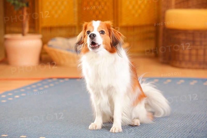 Kooikerhondje