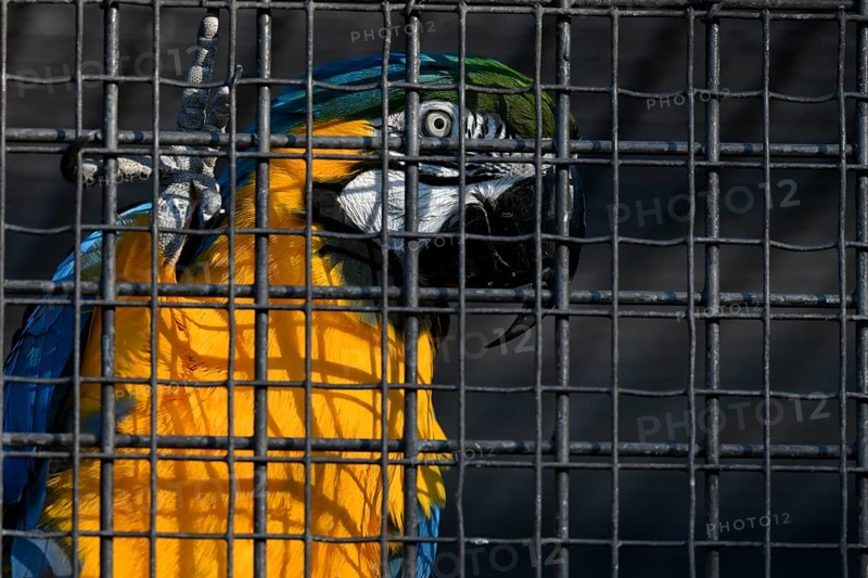 Blue and yellow macaw (Ara ararauna) behind bars in cage