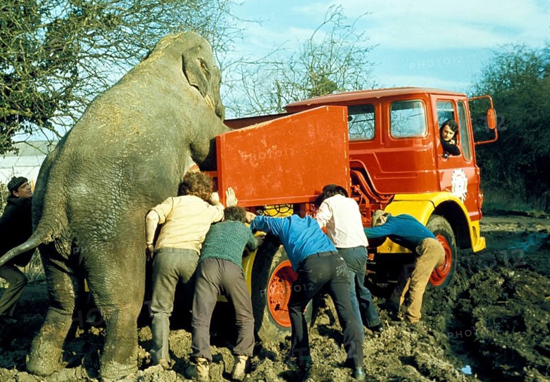 Elephant and men push trucks out of the mud