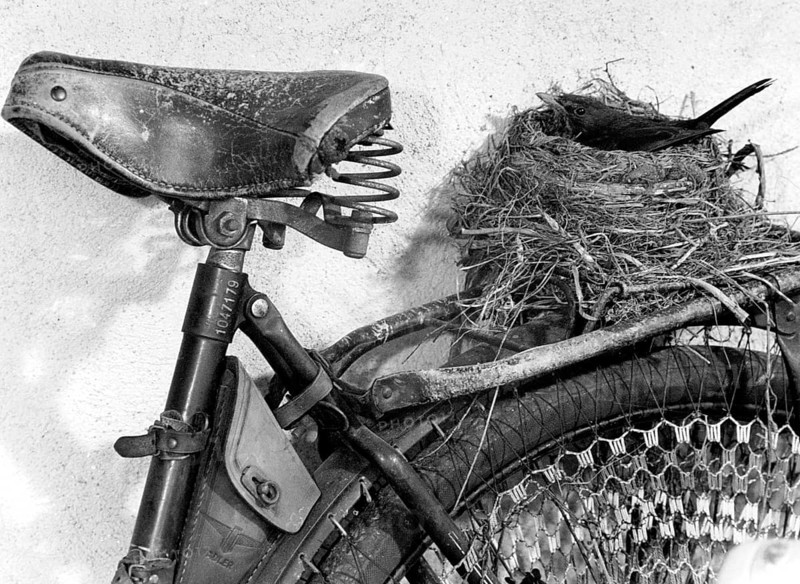 Bird's nest on the carrier of a bicycle approx. 1955
