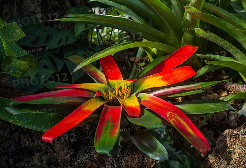 Flowering red Vriesea Bromeliad (Vriesea imperialis)