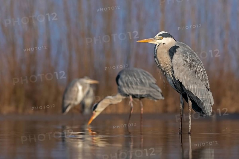 Grey heron or (Ardea cinerea) in splendor dress