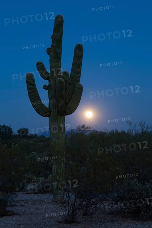 Saguaro (Carnegiea gigantea) with full moon