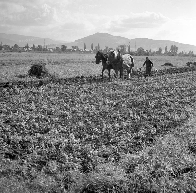 Man plows field with strained horses