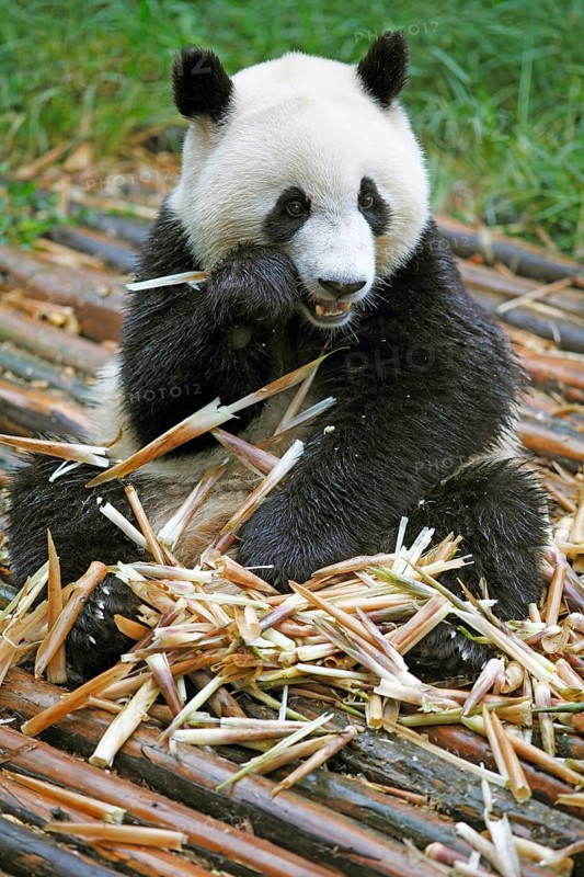 Panda bear or Giant Panda (Ailuropoda melanoleuca) eats bamboo shoots