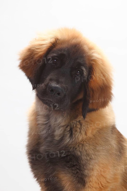 Leonberger