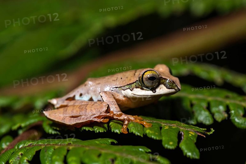 Tree climbing frog species (Boophis reticulatus) sits on leaf
