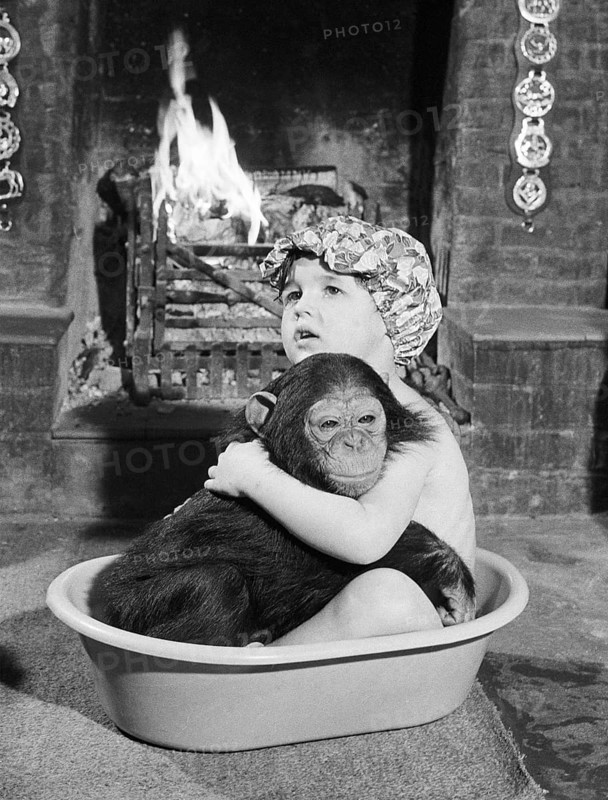 Chimpanzee bathes with girl