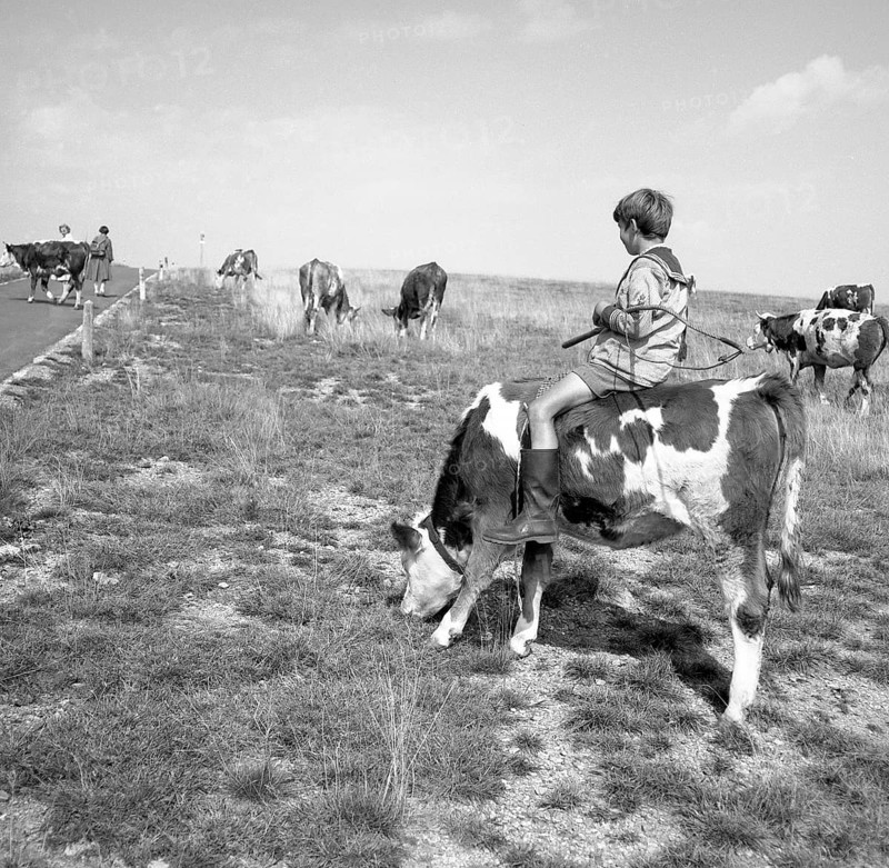 Junge rides on a cow