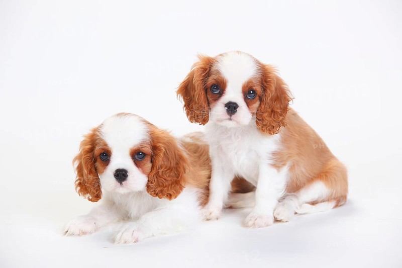 Cavalier King Charles Spaniel