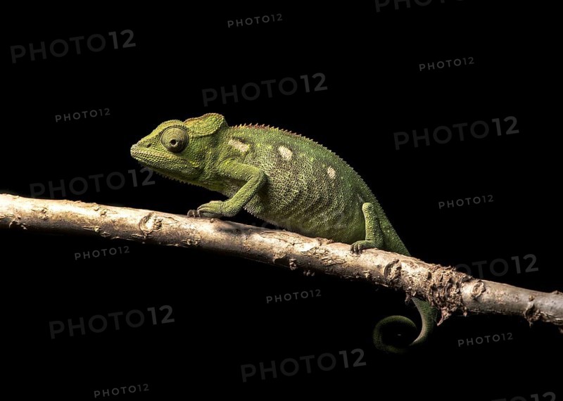 Malagasy giant chameleon (Furcifer oustaleti) on branch
