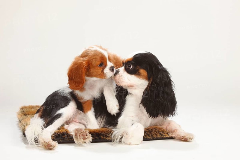 Cavalier King Charles Spaniel