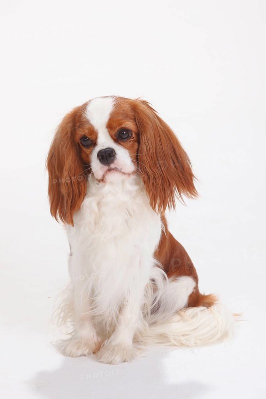 Cavalier King Charles Spaniel