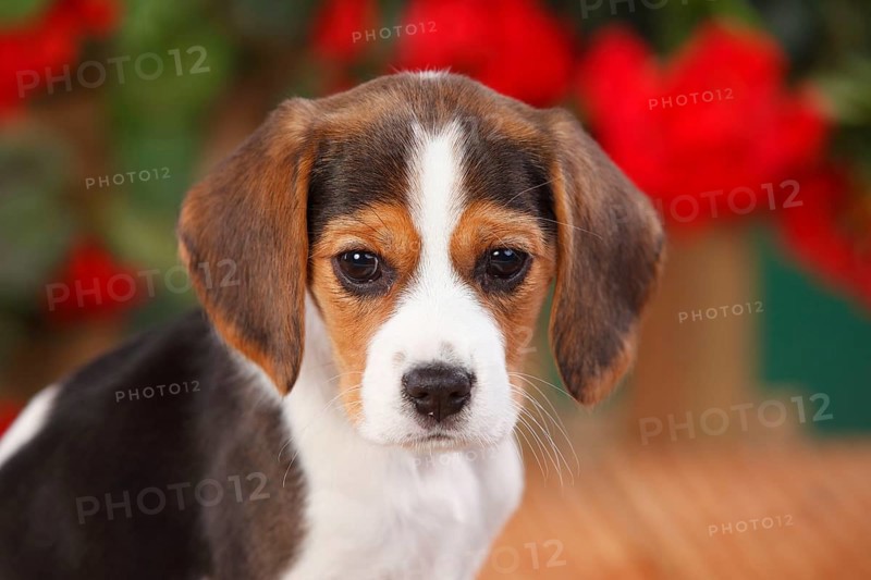 Beagle