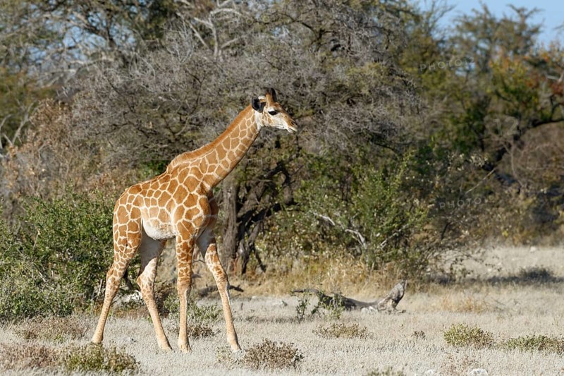 Angolan giraffe (Giraffa camelopardalis angolensis)