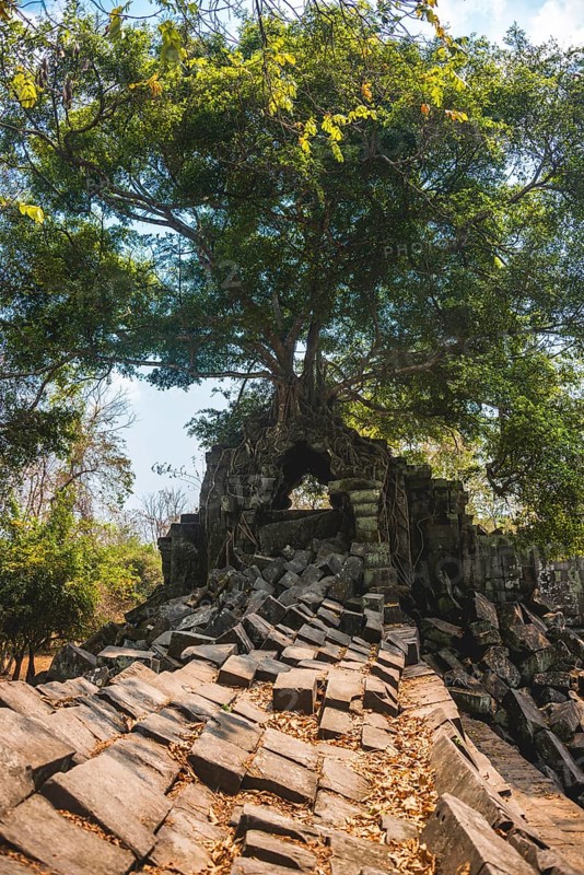 Tree grows on tree-rooted Khmer temple ruin