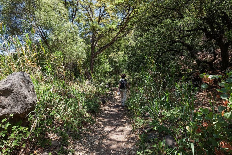 Female hiker on the hiking path through reeds in Barranco de los Cernicalos