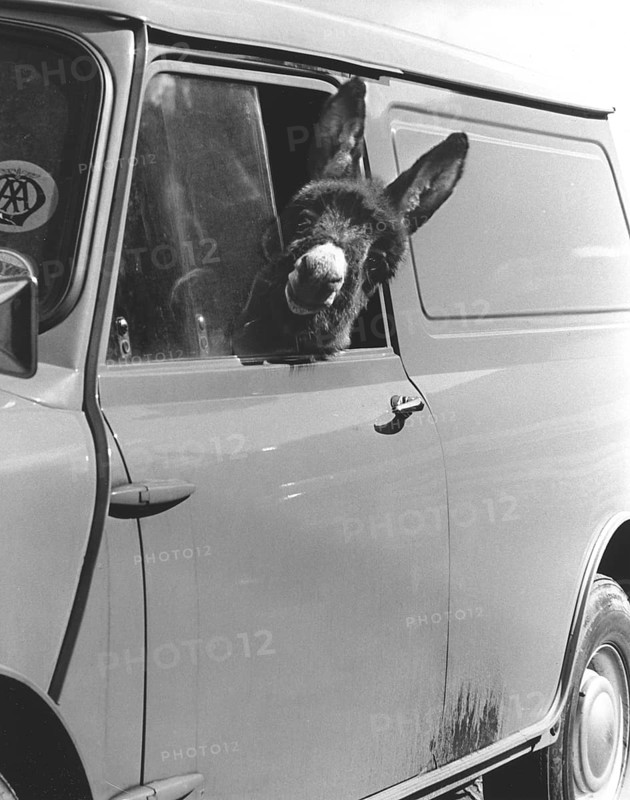 Donkey looks out of the car window