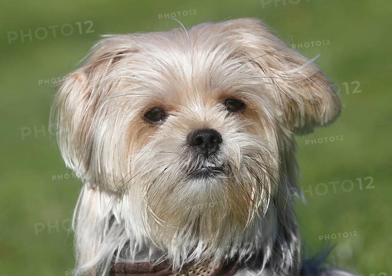 Yorkie Shih Tzu Mongrel