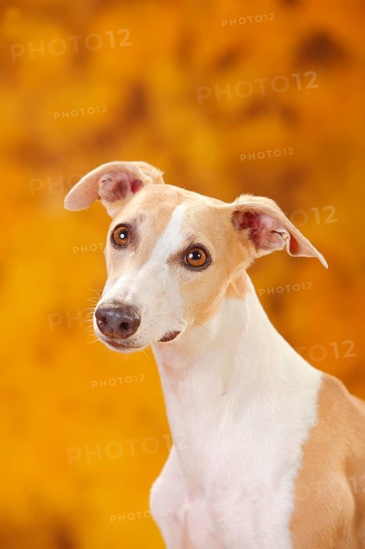 Whippet