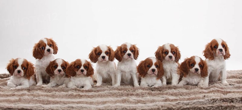 Cavalier King Charles Spaniel