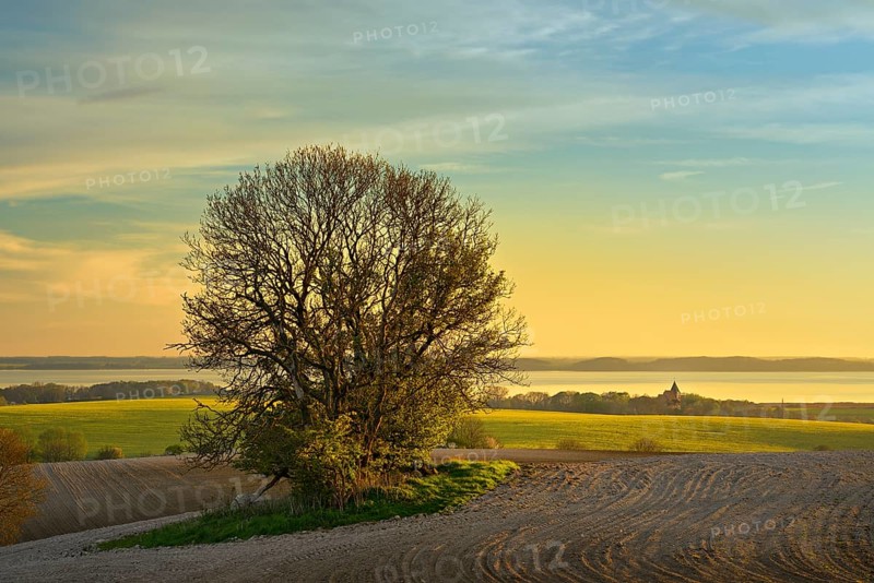 Fields in the evening light
