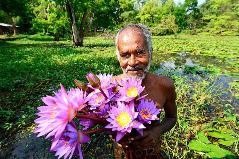 Old man with flowers of Blue Lotus (Nymphaea caerulea)