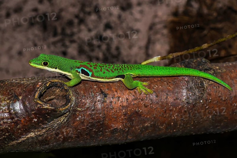 Peacock Eye Day Gecko (Phelsuma quadriocellata quadriocellata)