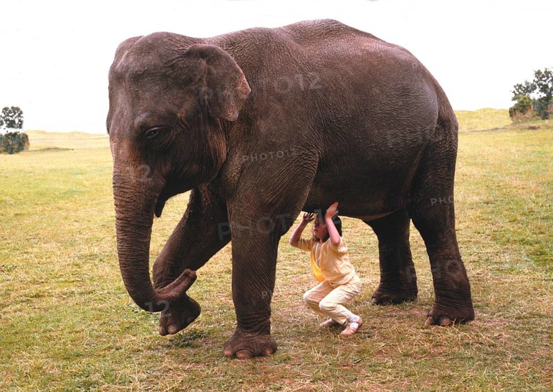 Girl stemming elephants