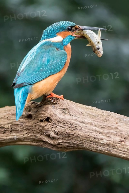 Common kingfisher (Alcedo atthis) sits on branch with fish as prey