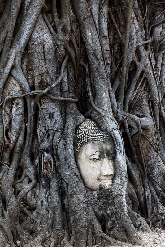 Stone Buddha head ingrown in a ficus religiosa (Ficus religiosa)
