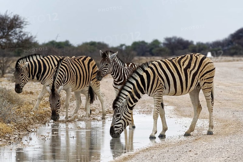 Burchell's zebras (Equus quagga burchellii)