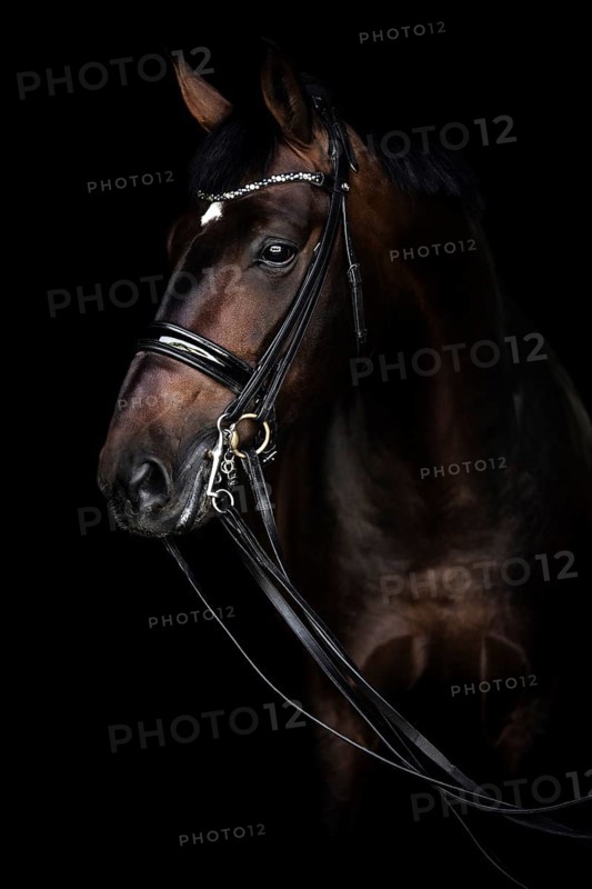 Brown horse with bridle