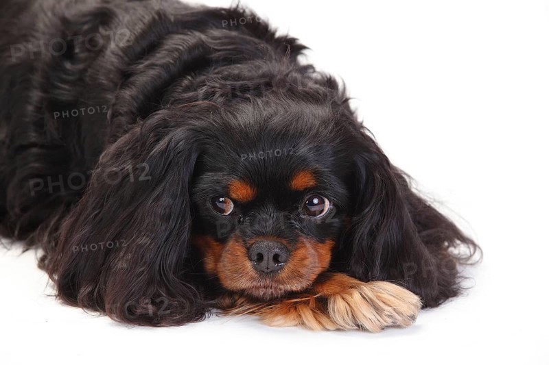 Cavalier King Charles Spaniel