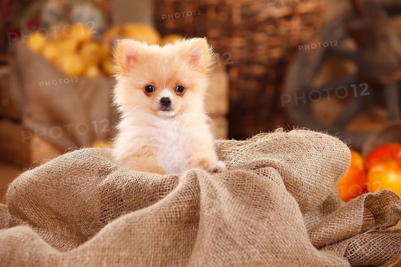 Mongrel dog