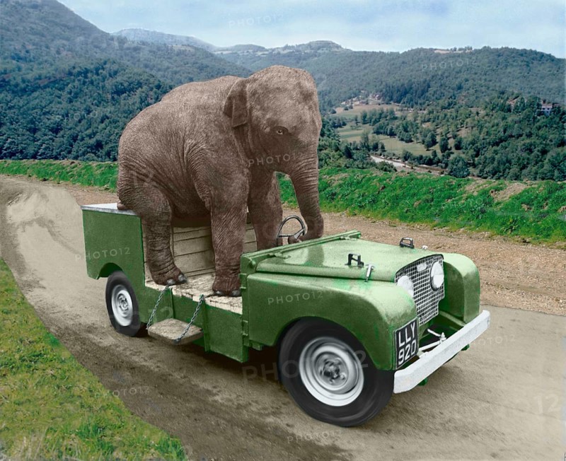 Elephant drives a car
