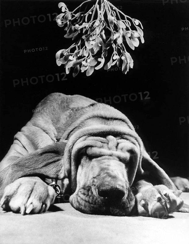 Dog sleeps