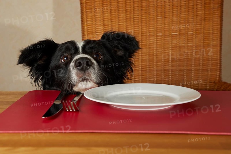 Border Collie looks over the edge of the table on an empty plate