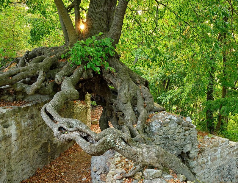 Old linden tree growing on the walls of a castle ruin