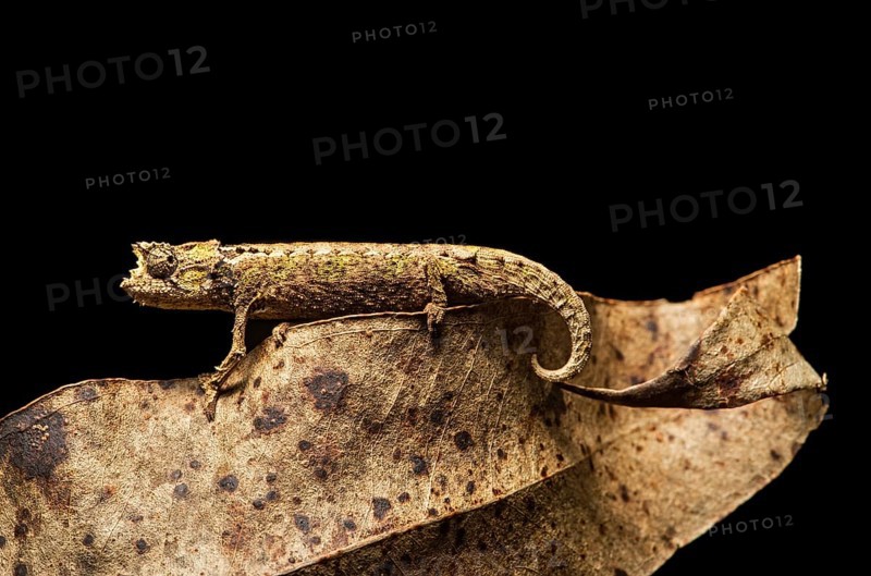 Chameleon (Brookesia superciliaris)