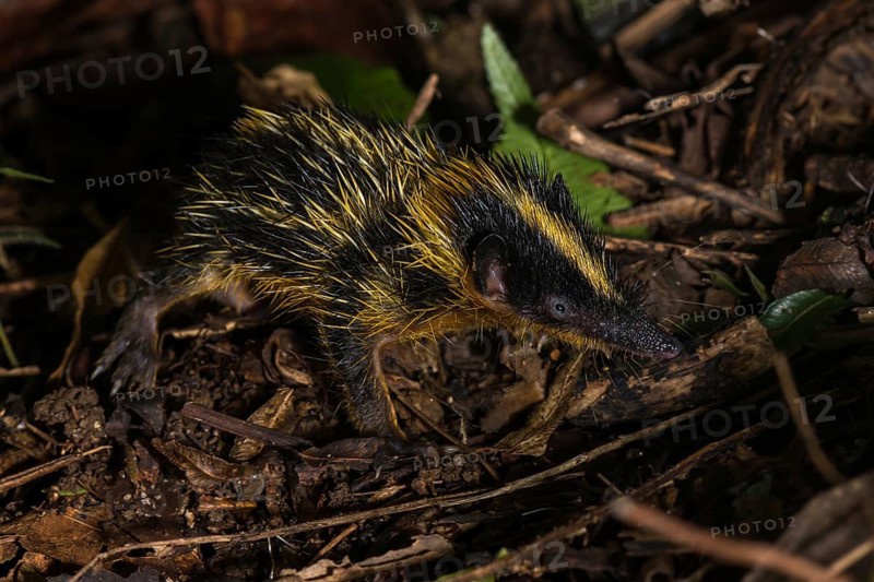 Lowland streaked tenrec (Hemicentetes semispinosus)