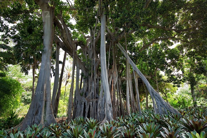 Aerial roots