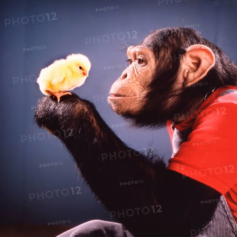 Chimpanzee plays with Kittens
