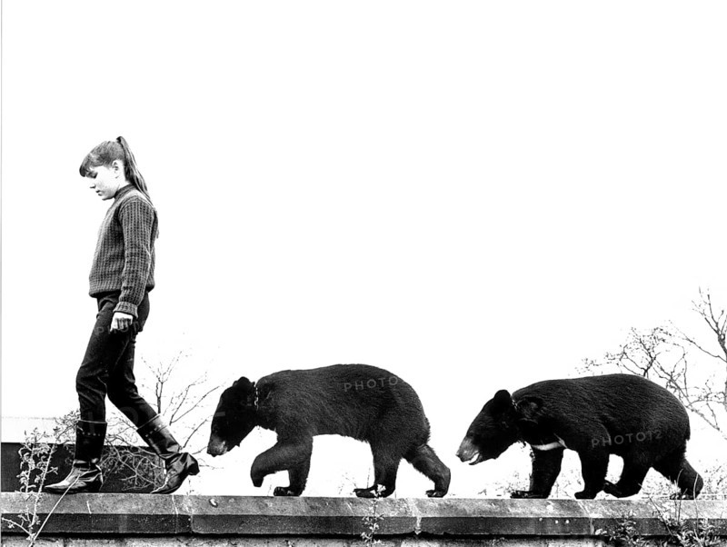 Girl balancing with two brown bear cubs on wall