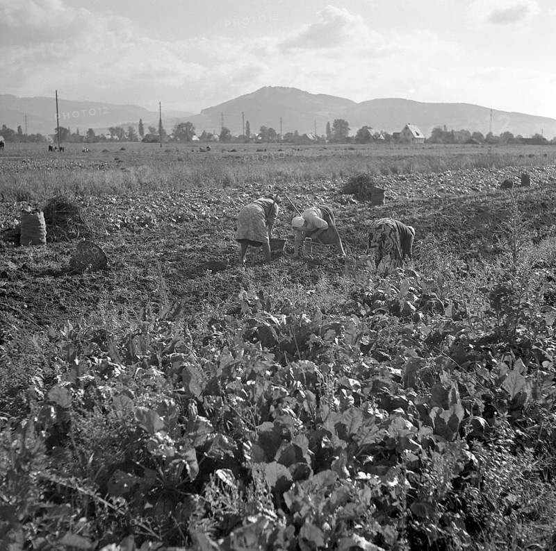 Agriculture