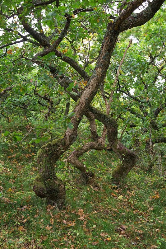 Crooked Oaks (Quercus)